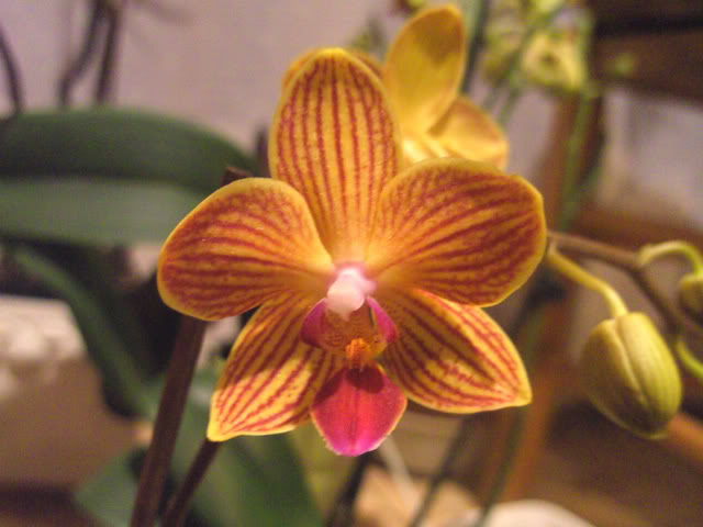 orchilondres003.jpg