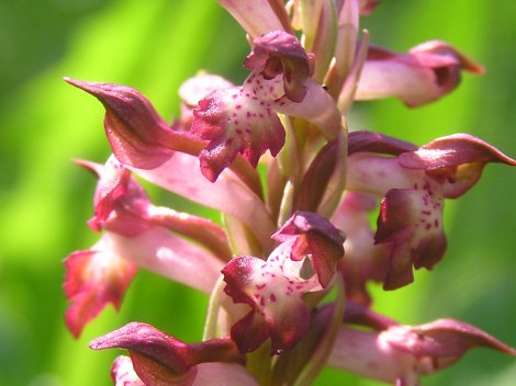 orchis%20coriophora%2002.jpg