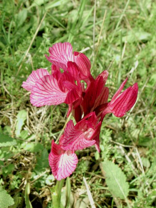 Orchis%20papilionacea%2001-red.jpg