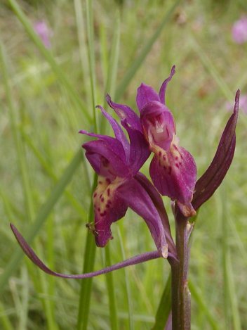 orchis%20sambucina%2001.jpg