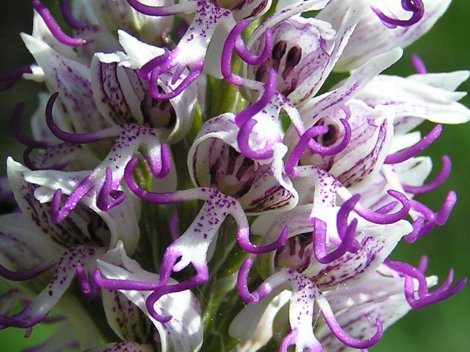 orchis%20simia%2002.jpg