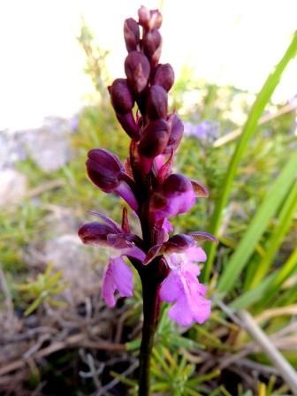 orchis-cazorlensis.JPG