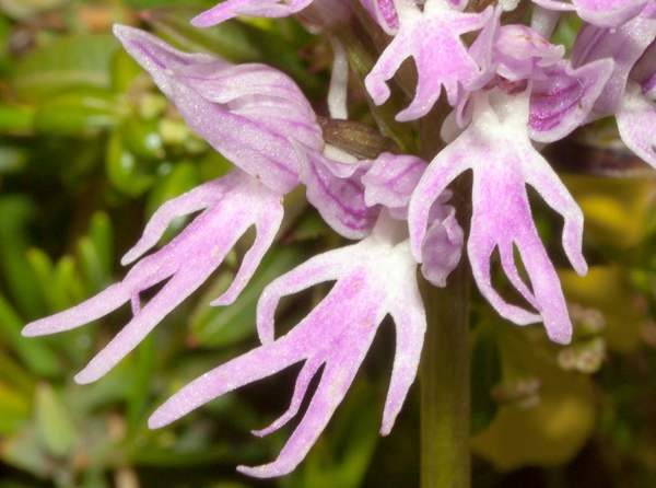 orchis-italica3.jpg
