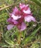 orchis-papilionacea.jpg