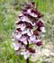 orchis-purpurea-2.jpg