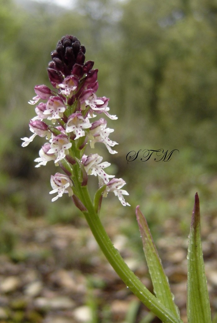 orchis ustula 5.JPG