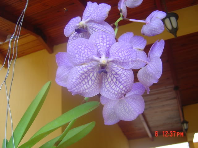 orchis006.jpg