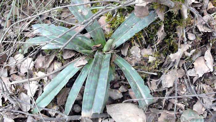 Orchis_champagneuxii.jpg