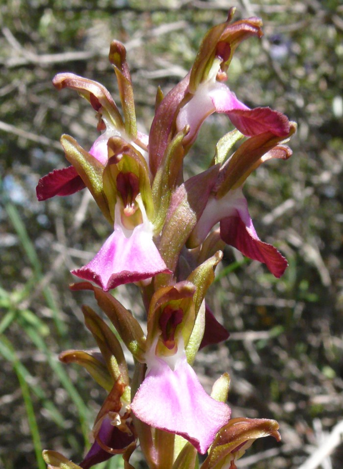 Orchis_collina_01.jpg