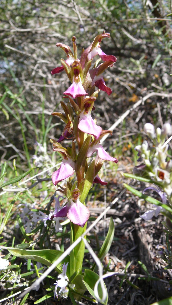 Orchis_collina_02.jpg