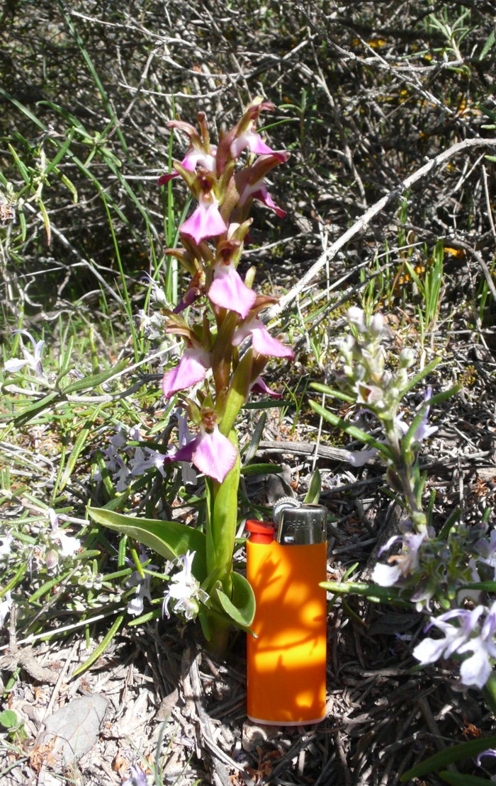 Orchis_collina_03.jpg