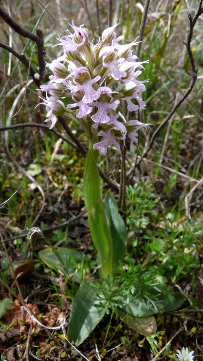 Orchis_lactea.jpg
