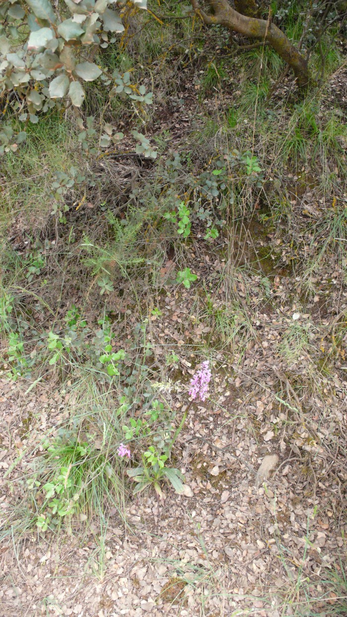 Orchis_mascula_01.jpg