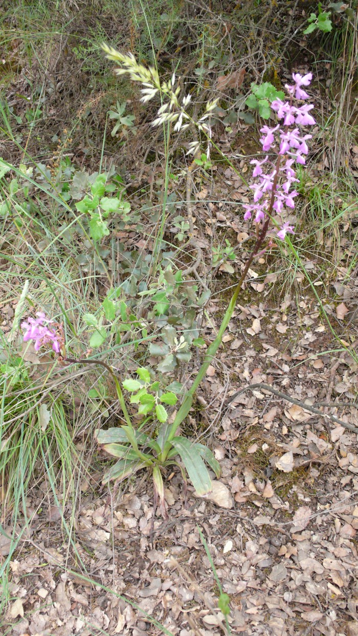 Orchis_mascula_02.jpg