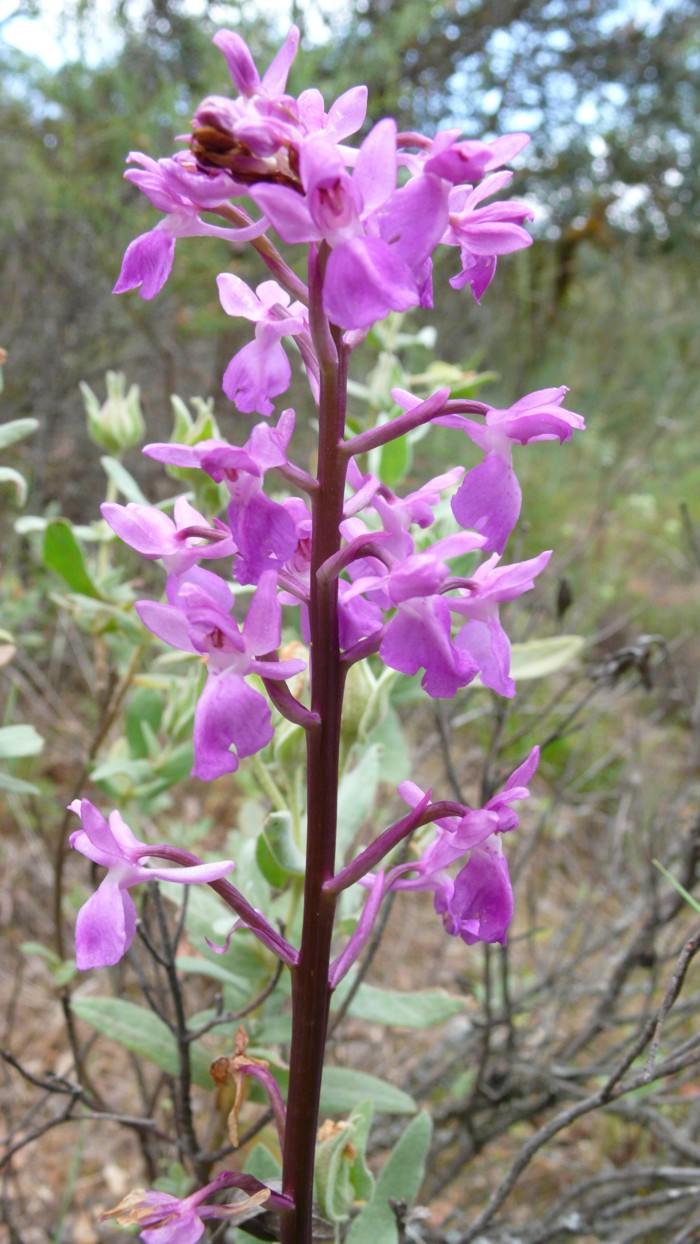 Orchis_mascula_04.jpg