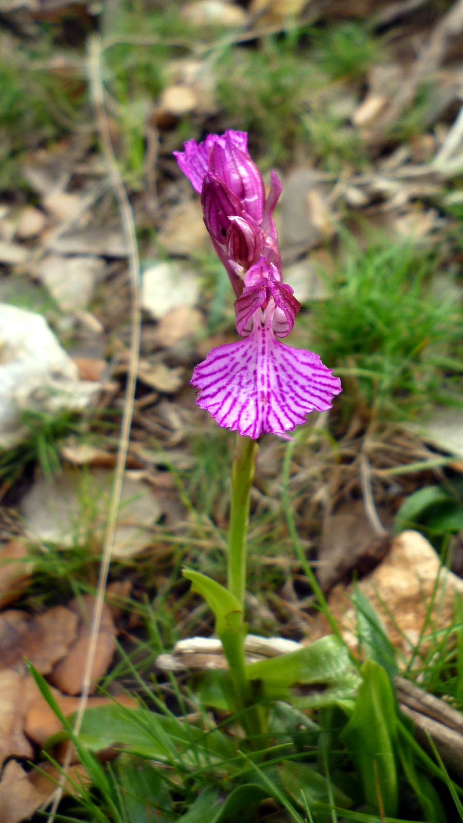 Orchis_papilionacea52.jpg
