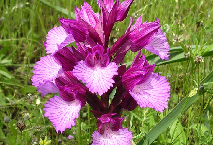 orchis_papilionacea_1g.jpg