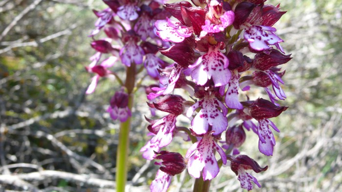 Orchis_purpurea_05.jpg