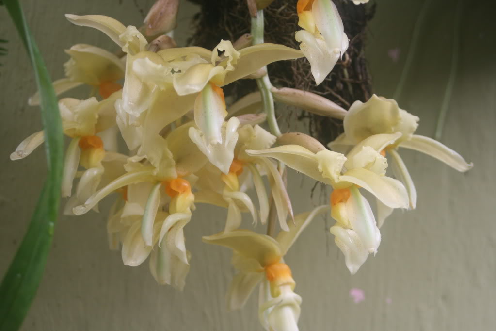 orchisycarasucia002.jpg