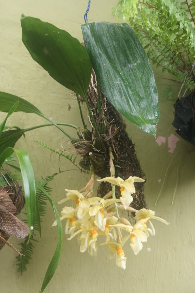 orchisycarasucia003.jpg