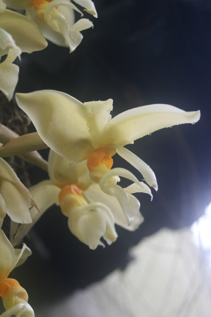 orchisycarasucia004.jpg