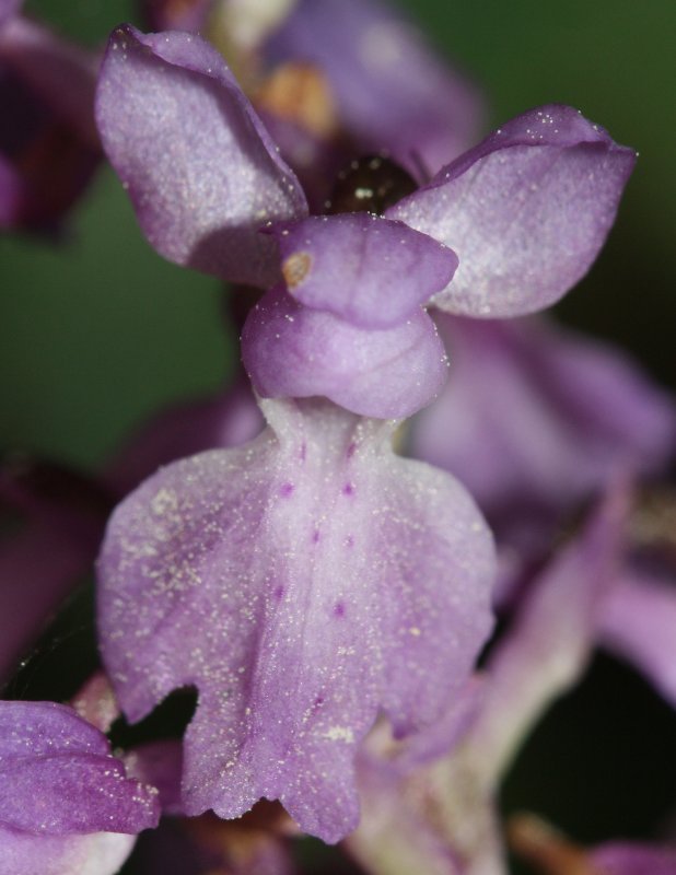 Orchys%20mascula%202.jpg