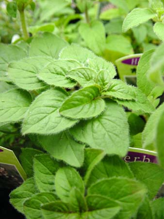 oregano.jpg