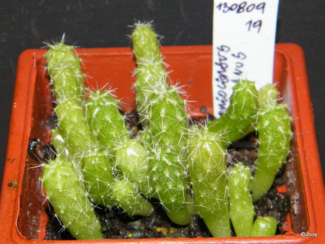 Oreocereus%20celsianus%20019%2020091126.jpg