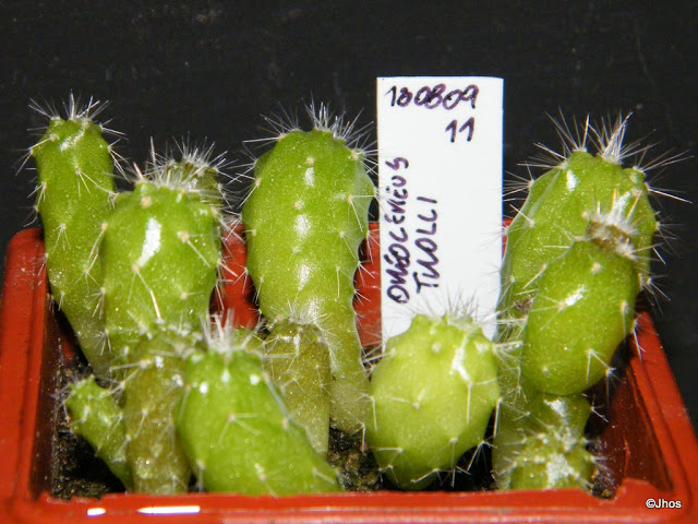 Oreocereus%20Trolli%20011%2020091126.jpg