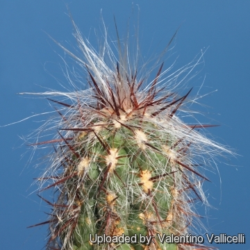 Oreocereus_celsianus_17381_m.jpg