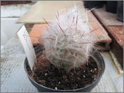 Oreocereus_Trollii.jpg