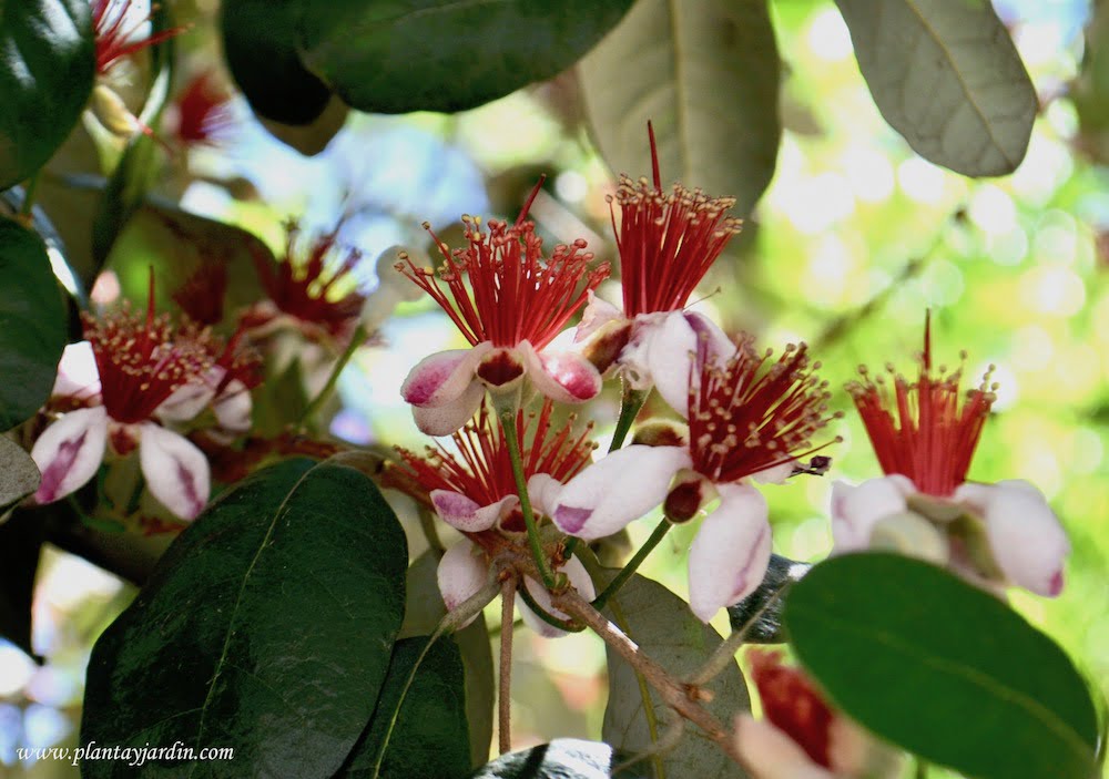 ores-con-abundantes-estambres-largos-de-color-rojo-coronados-por-anteras-de-color-amarillo-copy-.jpg