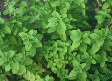origanum-majorana-2.jpg