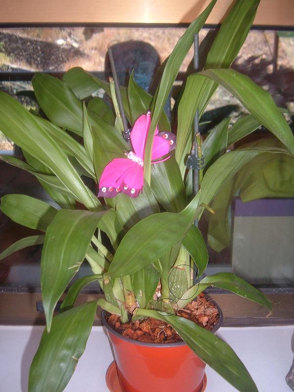 orkidea bulbos grande.JPG