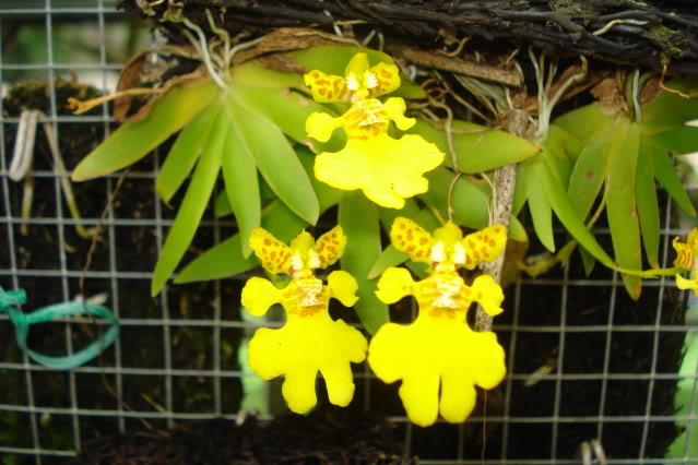 orkis076.jpg