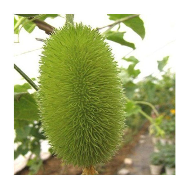 Ornamental-fruit-font-b-cucumber-b-font-vegetable-seeds-font-b-small-b-font-cute-font.jpg