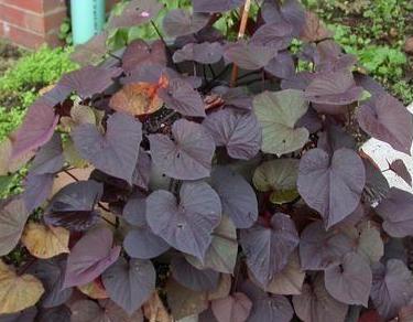 Ornamental_Sweet_Potato,_Sweet_Potato_Vine_'Ace_of_Spades'_(Ipomoea_batatas).jpg
