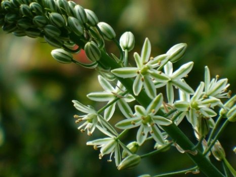 Ornithogalum%20longibracteatum.JPG