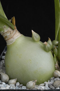 ornithogalum+caudatum.jpg