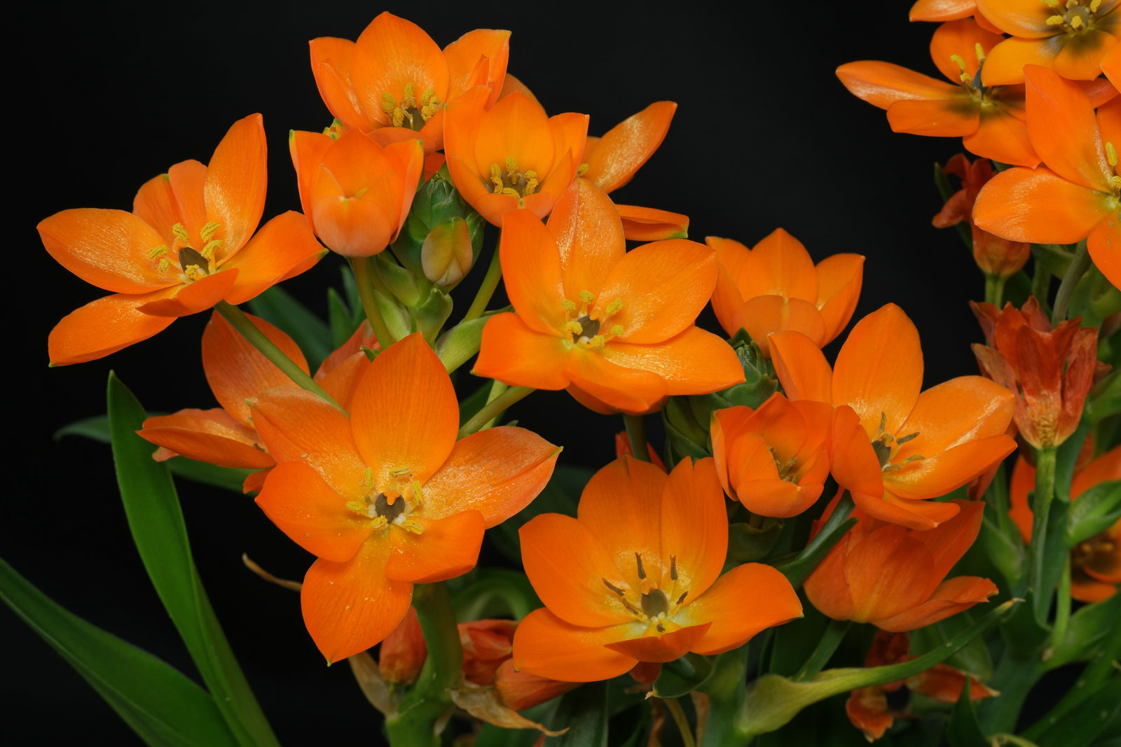 Ornithogalum-dubium-1.jpg