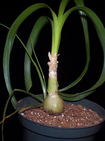 ornithogalum.jpg