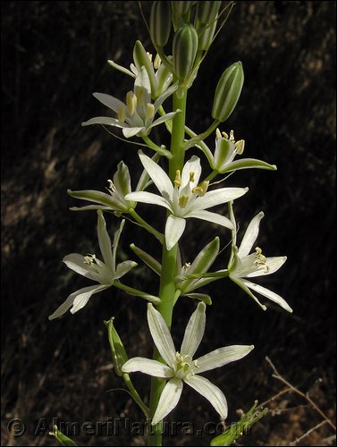 ornithogalum-narbonense.jpg