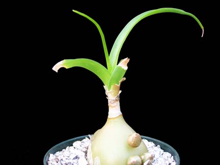 ornithogalum_caudatum_01.JPG
