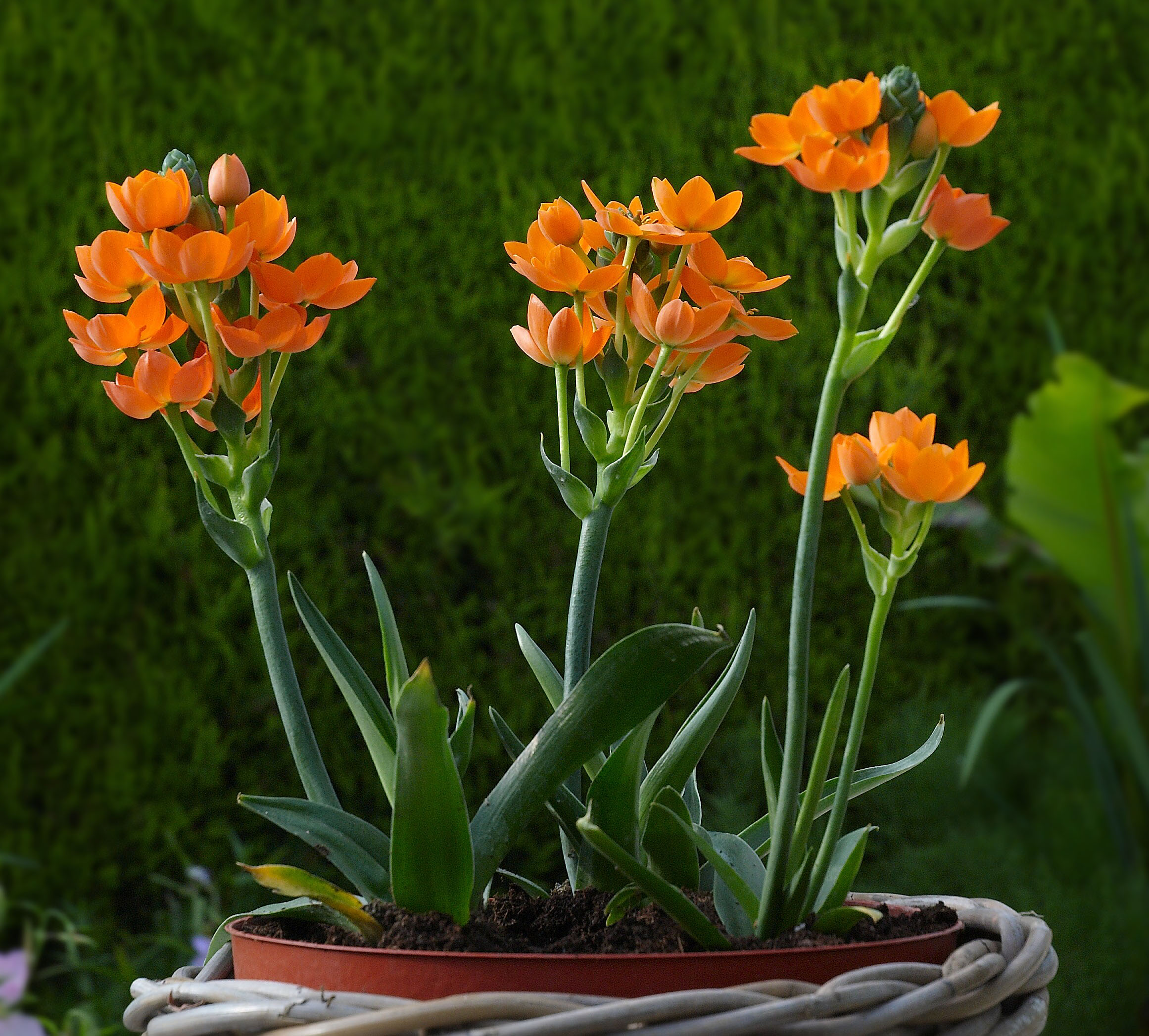 Ornithogalum_dubium_A.jpg