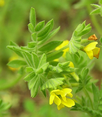 ornithopus_compressus.jpg