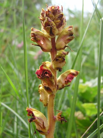 orobanche%20gracilis%2001.jpg