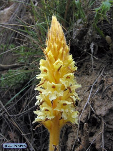 orobanche-amethystea16.jpg
