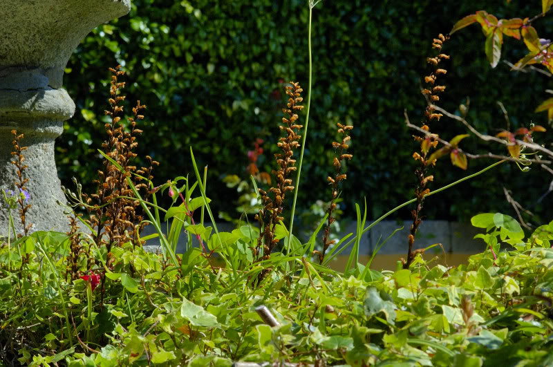 Orobanche-hederae-02.jpg