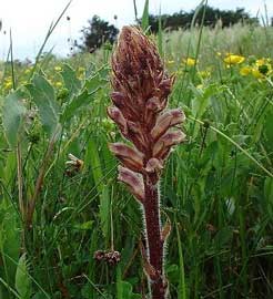 orobanche.jpg