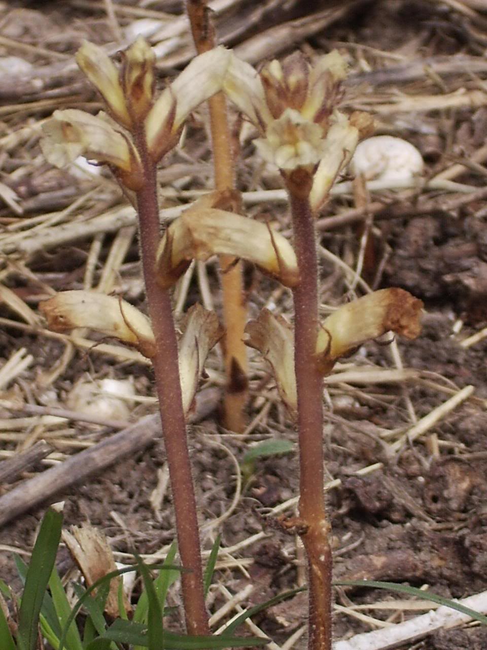 Orobanche.jpg